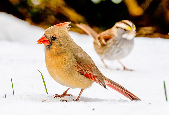 Female Cardinal