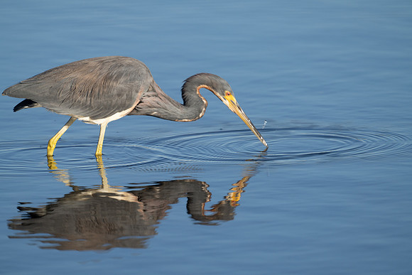 Tri-colored Heron