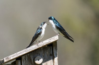 Shouting contest