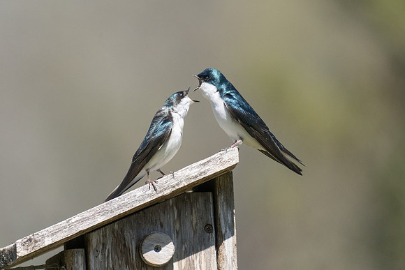 Shouting contest