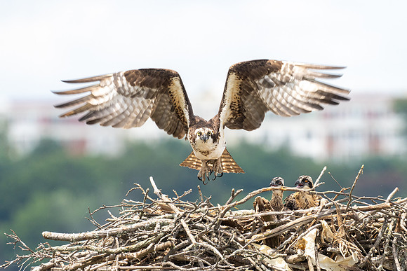 Baby Osprey awed by Mom's fly