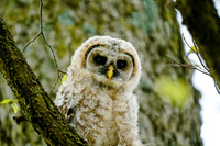 Baby Barred Owl