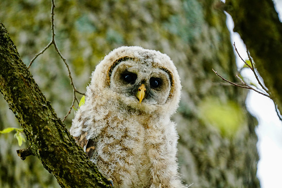 Baby Barred Owl