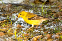 American Goldfinch