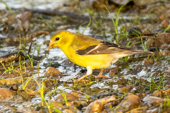 American Goldfinch