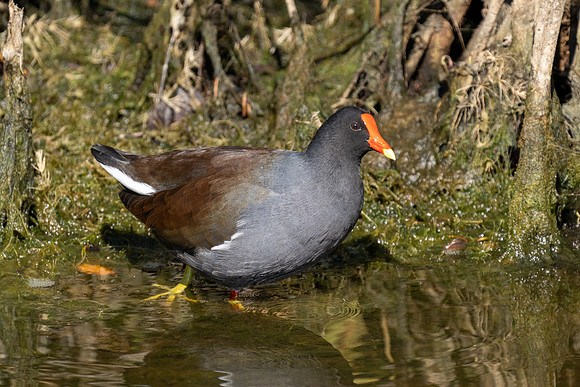 Common Gallinule