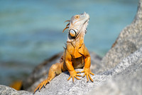 Green Iguana