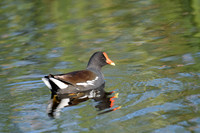 Common Gullinule