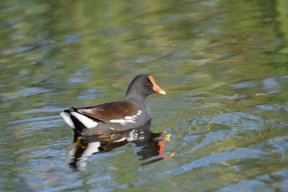 Common Gullinule
