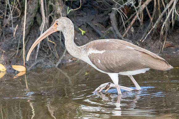 White Ibis junior