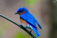 Bluebird