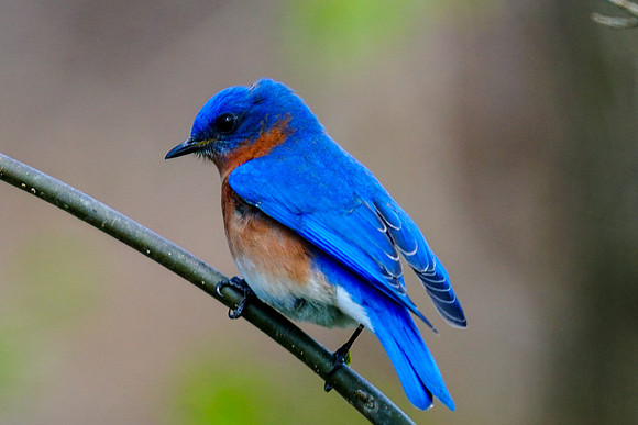 Bluebird