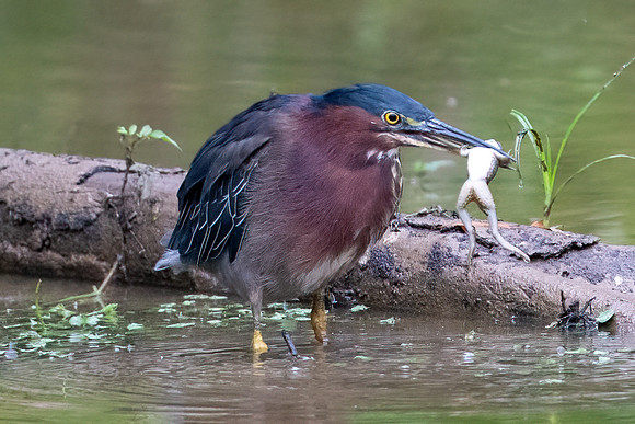 Green heron having troubl swallow a frog