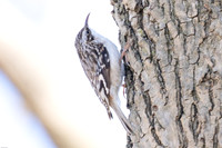Brown Creeper