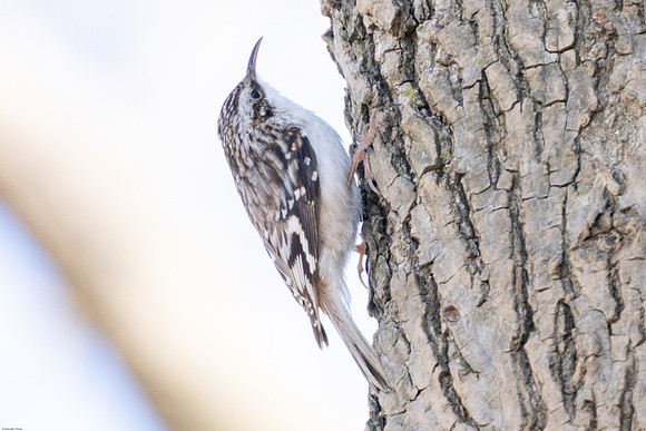 Brown Creeper