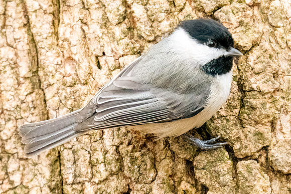 Caroline Chickadee