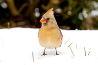 Female Cardinal