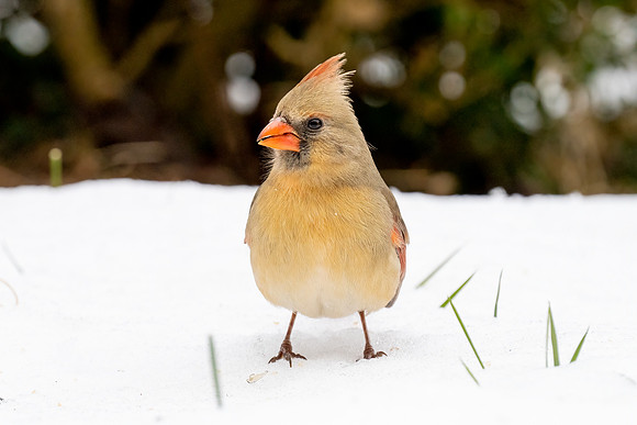 Female Cardinal