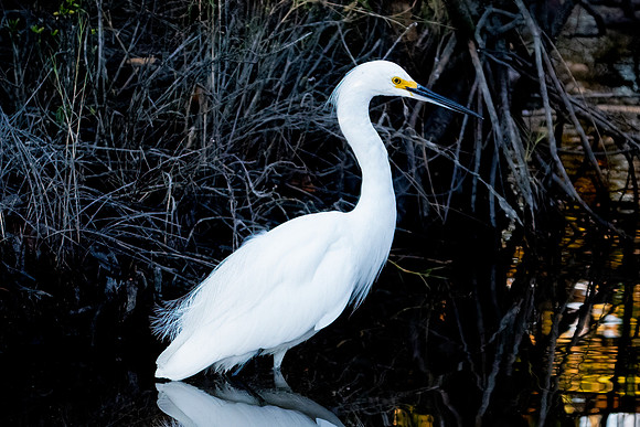 Snowy Egret