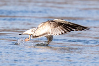 Ring-billed Seagull