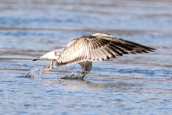 Ring-billed Seagull
