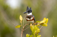 Male Belted Kingshier