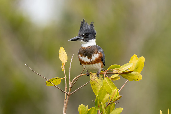 Male Belted Kingshier