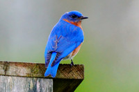 Bluebird