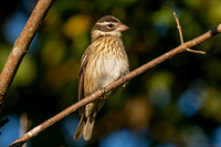 Rose-breasted Grosbeak
