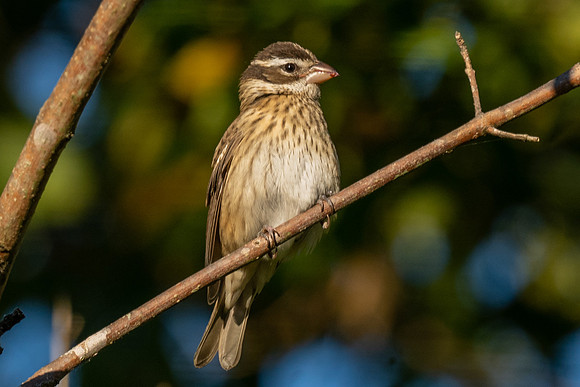 Rose-breasted Grosbeak
