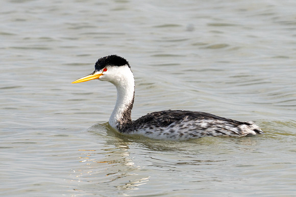 Clark's Grebe