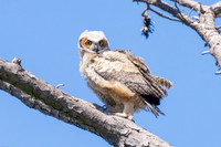 Great-horned owlet's first fly