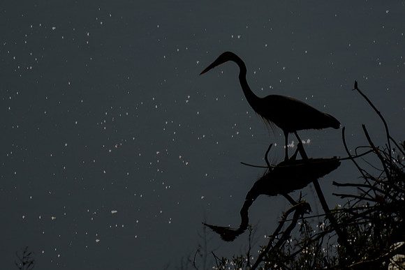Great Blue Heron