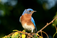 Eastern Bluebird