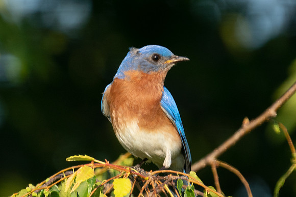Eastern Bluebird