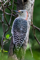 Red-bellied Woodpecker