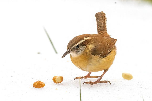 Carolina Wren