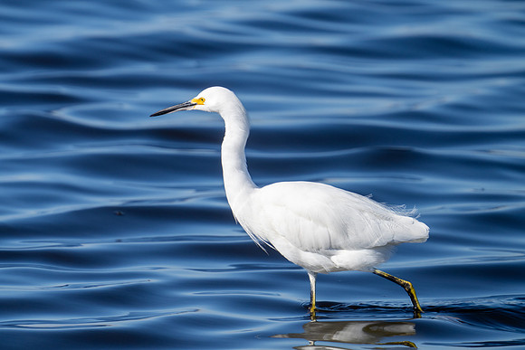 Snowy Egret