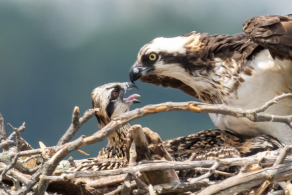 Osprey Mom kisses her young