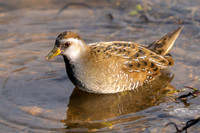 Sora Rail