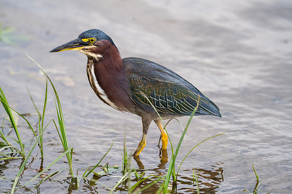 Green Heron