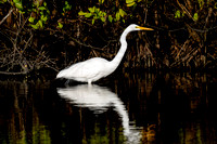 Great Egret