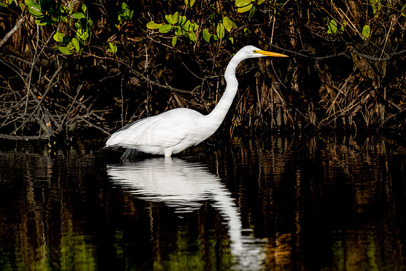 Great Egret