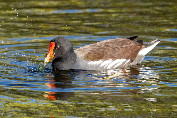 Common Gallinule