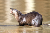 Muskrat, otters and beaver