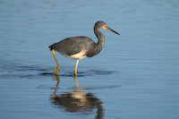Tri-colored Heron