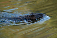 Muskrat