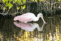 Roaseate Spoonbill