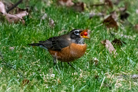 American Robin