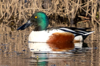 Northern Shoveler